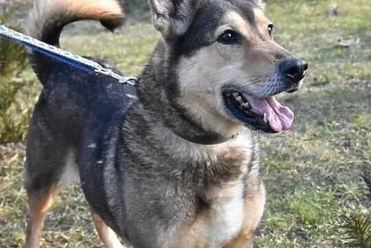 Wychowany i mądry ZORRO do adopcji!