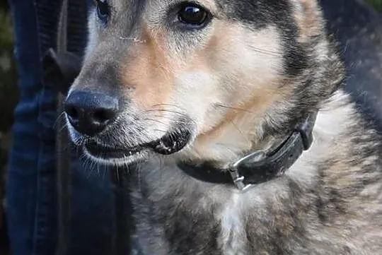 Wychowany i mądry ZORRO do adopcji!, Mazowieckie, Warszawa