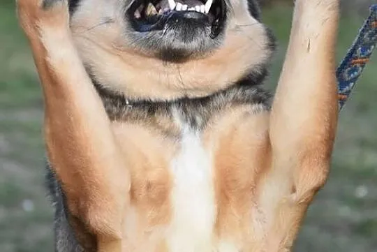 Wychowany i mądry ZORRO do adopcji!, Mazowieckie, Warszawa