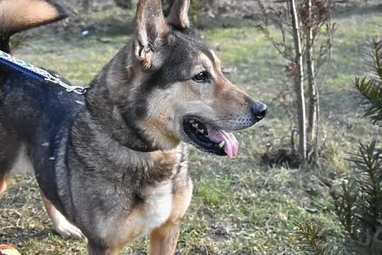 Wychowany i mądry ZORRO do adopcji!, Mazowieckie, Warszawa