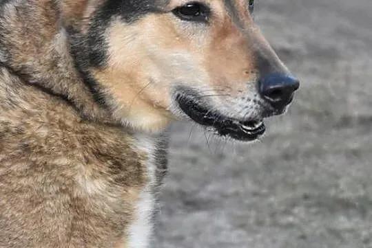 Wychowany i mądry ZORRO do adopcji!, Mazowieckie, Warszawa
