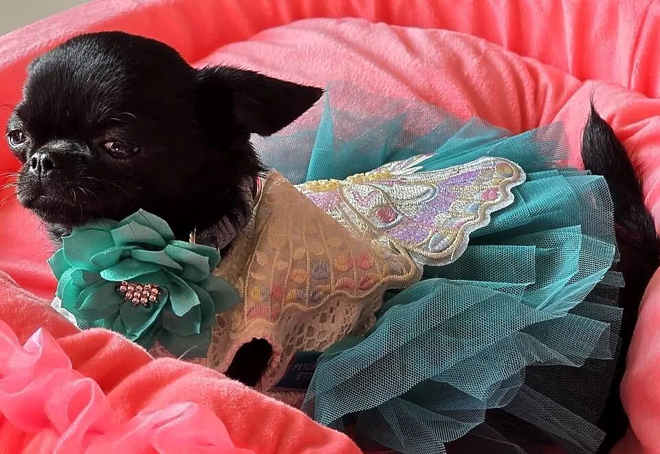 Chihuahua XS Mini, Śląskie, Bielsko-Biała