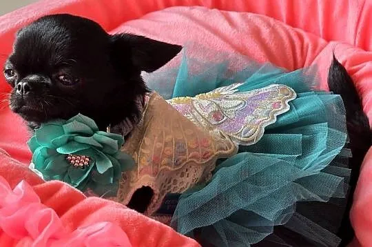 Chihuahua XS Mini, Śląskie, Bielsko-Biała
