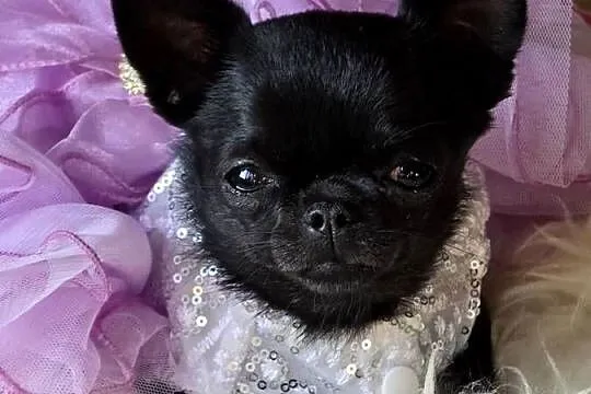 Chihuahua XS Mini, Śląskie, Bielsko-Biała