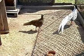 Sprzedam srebrne bażanty