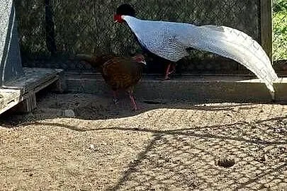 Sprzedam srebrne bażanty, Mazowieckie, Rykaczewo