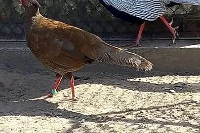 Sprzedam srebrne bażanty, Mazowieckie, Rykaczewo
