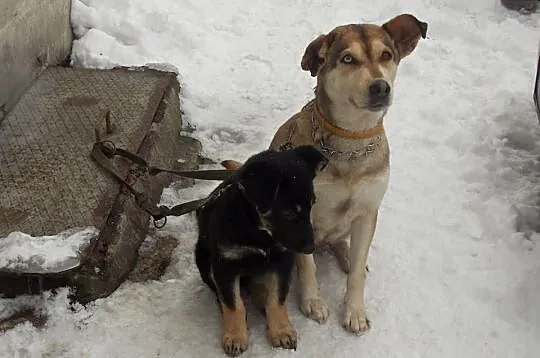 Szczeniak do pilnej adopcji !