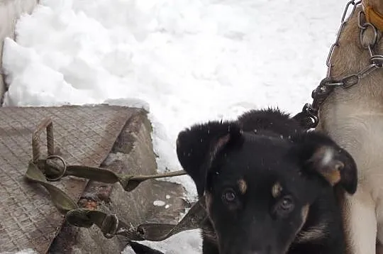 Szczeniak do pilnej adopcji !