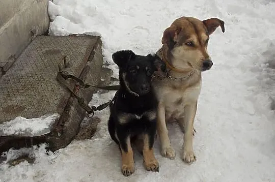 Szczeniak do pilnej adopcji !