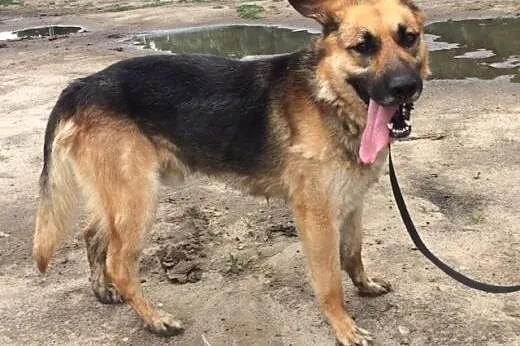 Drago w typie Owczarka, czeka na lepsze życie..., 
