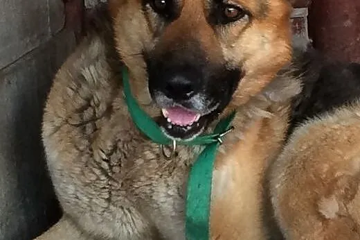 Drago w typie Owczarka, czeka na lepsze życie..., 