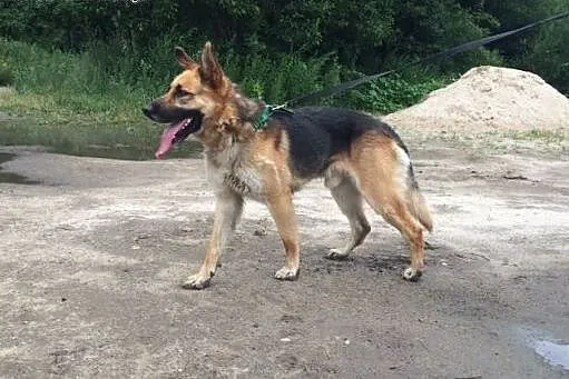 Drago w typie Owczarka, czeka na lepsze życie..., 
