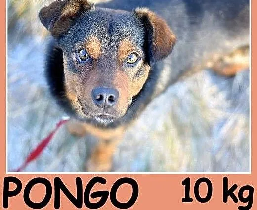 10 kg 1 rok, wesoły,przytulaśny,towarzyski piesek