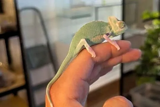 Kameleon jemeński Pied samiec