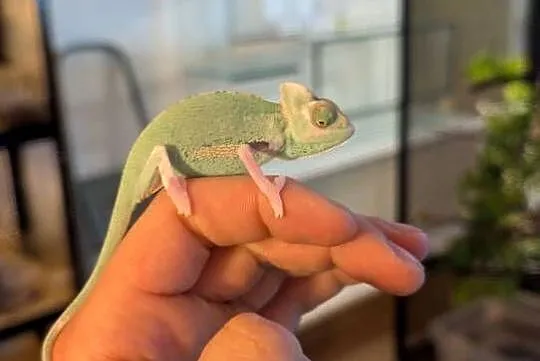 Kameleon jemeński Pied samiec, Warmińsko-mazurskie, Olsztyn