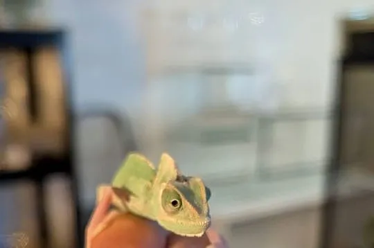 Kameleon jemeński Pied samiec, Warmińsko-mazurskie, Olsztyn