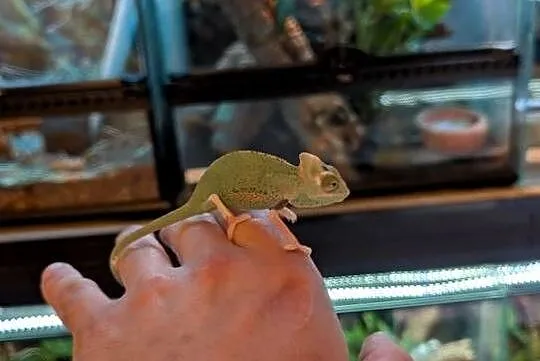 Kameleon jemeński Pied samiec, Warmińsko-mazurskie, Olsztyn