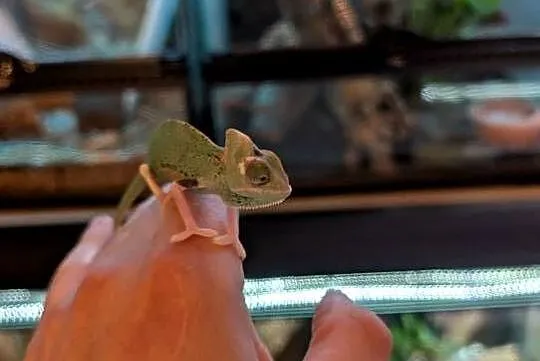 Kameleon jemeński Pied samiec, Warmińsko-mazurskie, Olsztyn