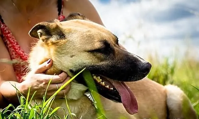 Potrzebny domek dla wyjątkowej suni w typie malino
