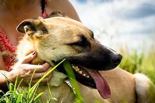 Potrzebny domek dla wyjątkowej suni w typie malino