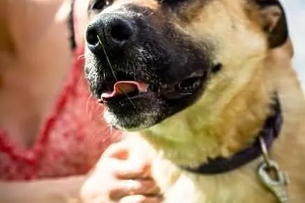 Potrzebny domek dla wyjątkowej suni w typie malino