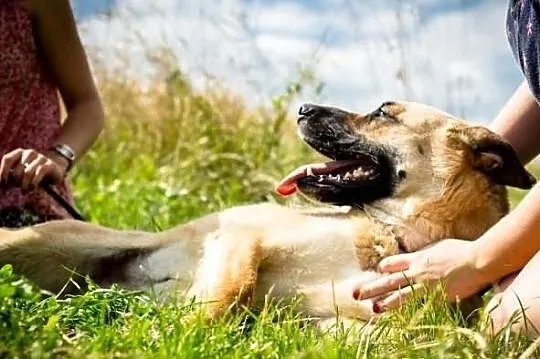Potrzebny domek dla wyjątkowej suni w typie malino