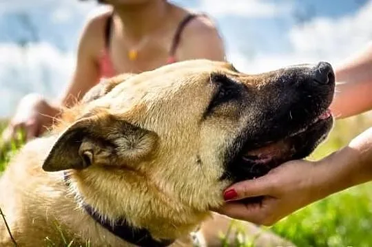 Potrzebny domek dla wyjątkowej suni w typie malino