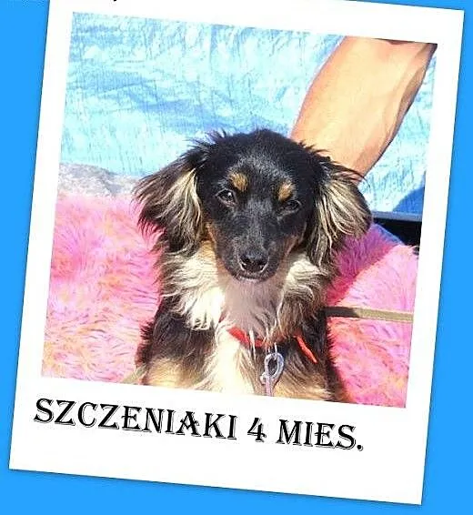 4 mies. szczeniaki,suczki małe,szczepione,ks.zdrow