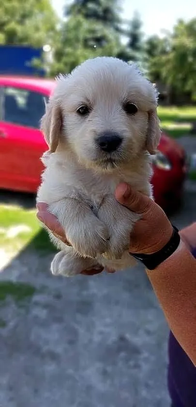 Szczeniaczki Golden Retriever, Mazowieckie, Wiskitki
