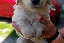 Szczeniaczki Golden Retriever