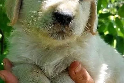 Szczeniaczki Golden Retriever, Mazowieckie, Wiskitki