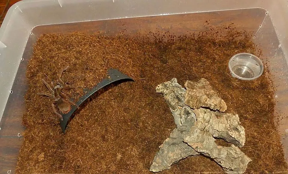 Theraphosa, Śląskie, Sosnowiec