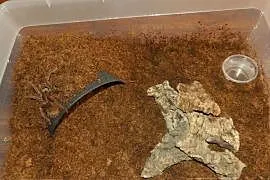 Theraphosa