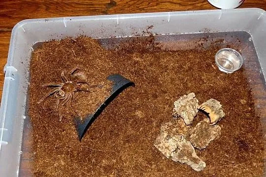 Theraphosa, Śląskie, Sosnowiec