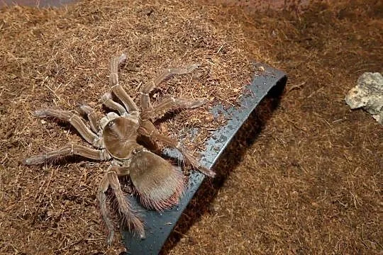 Theraphosa, Śląskie, Sosnowiec