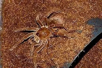 Theraphosa, Śląskie, Sosnowiec