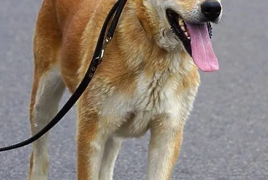 Towarzyski wesołek Dobosz, złoty psiak do adopcji!