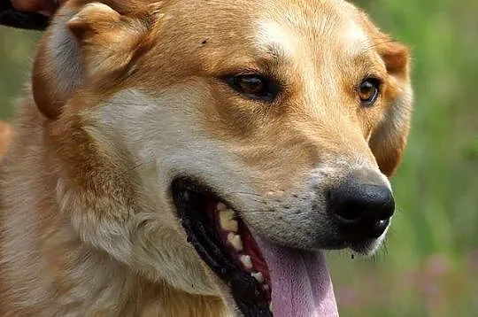 Towarzyski wesołek Dobosz, złoty psiak do adopcji!