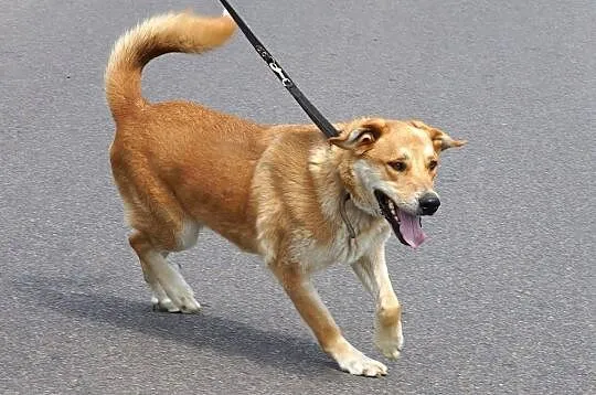 Towarzyski wesołek Dobosz, złoty psiak do adopcji!