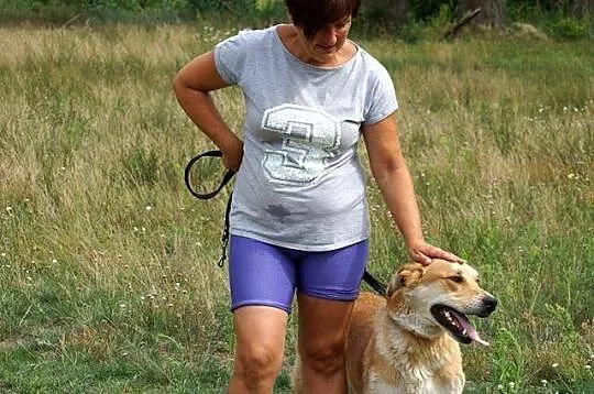 Towarzyski wesołek Dobosz, złoty psiak do adopcji!