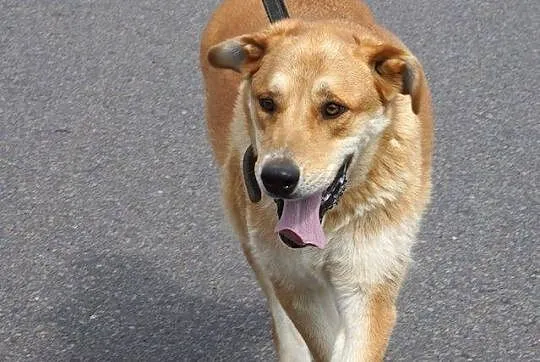 Towarzyski wesołek Dobosz, złoty psiak do adopcji!