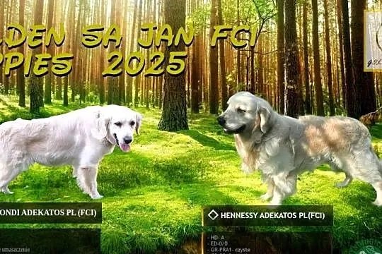 Szczeniak / piesek Golden Retriever Związek Kynologiczny FCI, Małopolskie, Wadowice