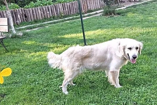 Szczeniak / piesek Golden Retriever Związek Kynologiczny FCI, Małopolskie, Wadowice