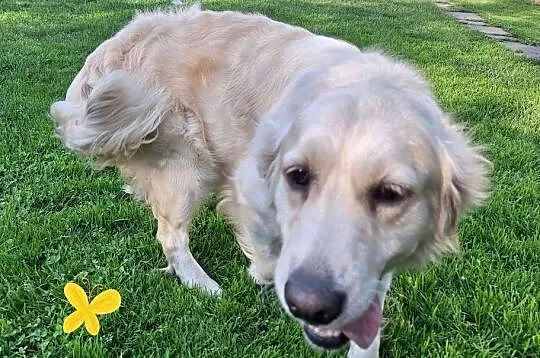 Szczeniak / piesek Golden Retriever Związek Kynologiczny FCI, Małopolskie, Wadowice