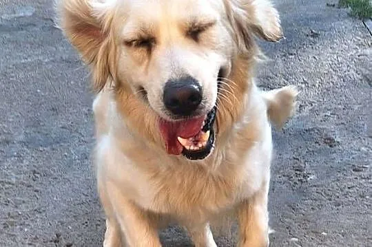 Szczeniak / piesek Golden Retriever Związek Kynologiczny FCI, Małopolskie, Wadowice