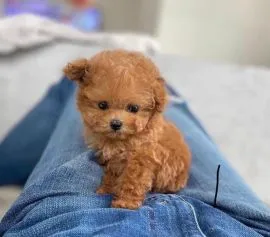 śliczne miniaturowe szczeniaki pudla do adopcji...lllll
