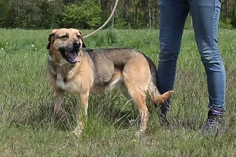 Dafne szuka domu.,  mazowieckie Radom