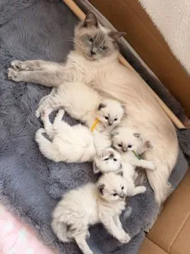 Uroczy kociak rasy ragdoll na sprzedaż... napisz do mnie na WhatsApp: +44 7453 907158, , Siedlce