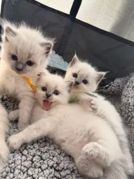 Uroczy kociak rasy ragdoll na sprzedaż... napisz do mnie na WhatsApp: +44 7453 907158, , Siedlce